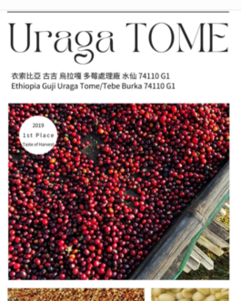 衣索比亞 古吉 多莓處理廠 水仙 水洗 淺焙