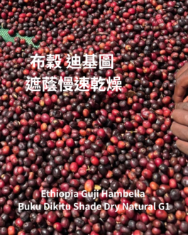 衣索比亞 古吉 罕貝拉 布穀 迪基圖 遮蔭慢速乾燥 淺焙