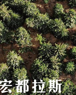 宏都拉斯 大橋莊園 爪哇種 日曬 淺焙