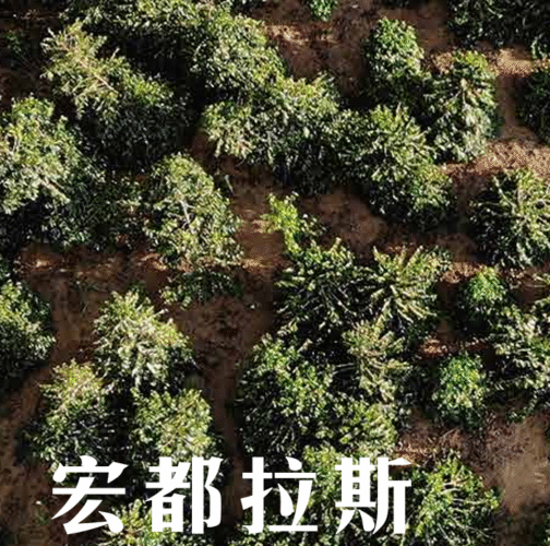 宏都拉斯 大橋莊園 爪哇種 日曬 淺焙