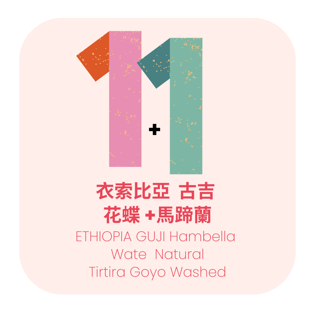 雙11優惠活動 - 衣索比亞 古吉 1+1