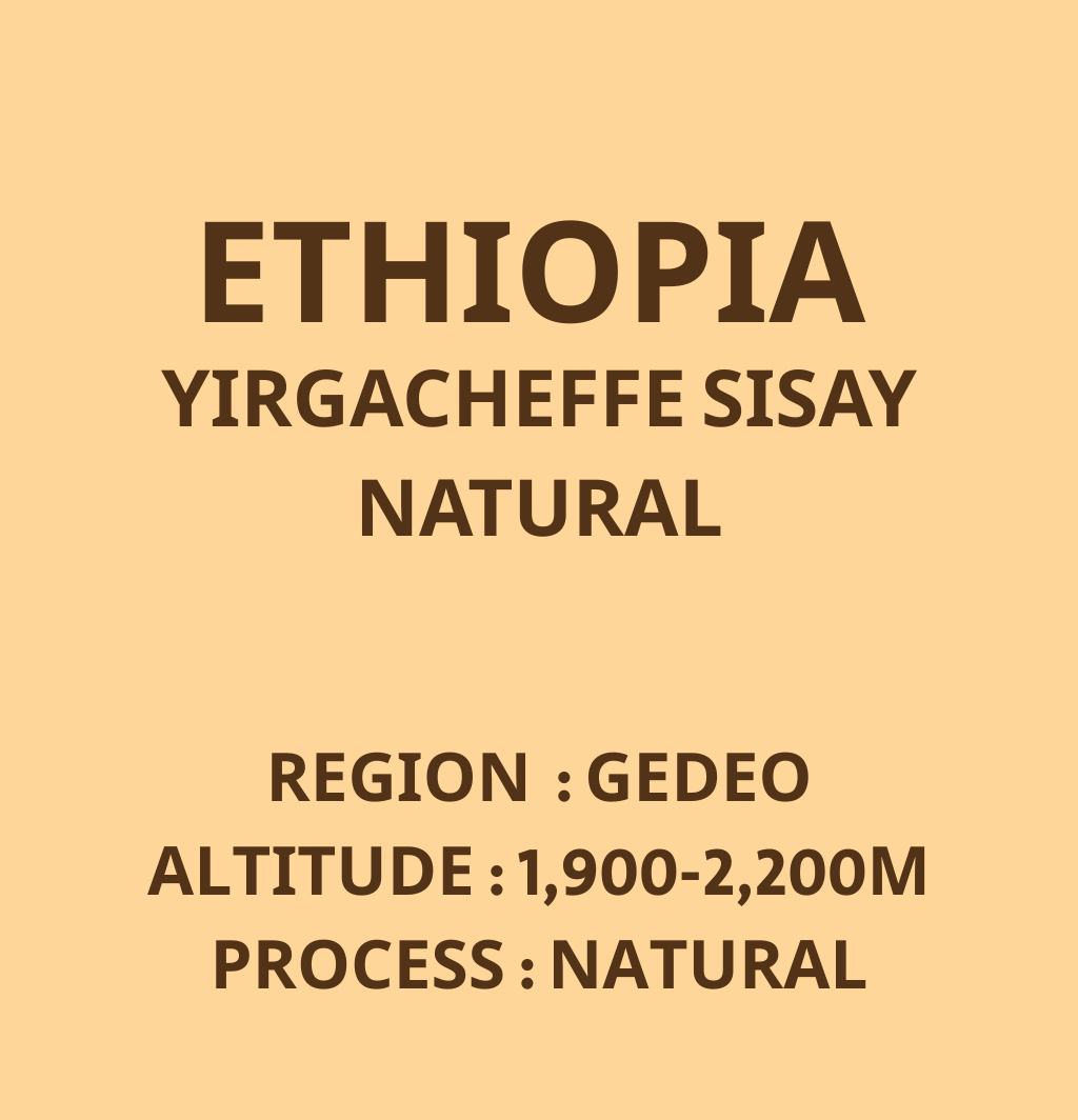 衣索比亞 耶加雪菲 西夏小農 日曬 淺焙