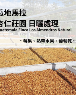 瓜地馬拉 杏仁莊園 日曬 淺焙