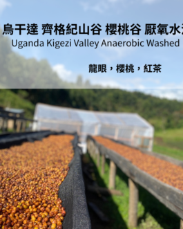 烏干達 齊格紀山谷 櫻桃谷 厭氧水洗 淺焙