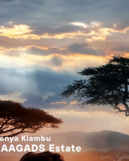 肯亞 祈安布 伊格茲莊園 AB Top 水洗