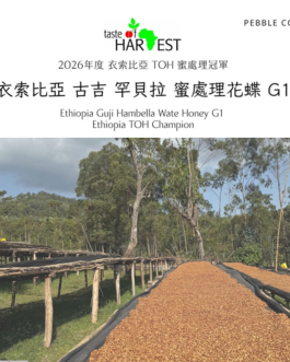 衣索比亞 古吉 罕貝拉 花蝶 蜜處理