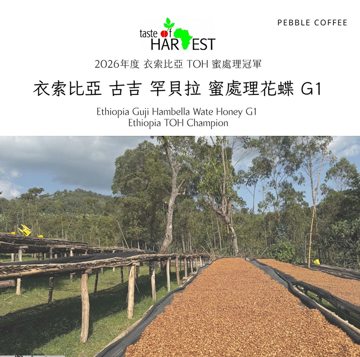 衣索比亞 古吉 罕貝拉 花蝶 蜜處理